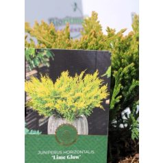 Kúszóboróka, lime Juniperus horizontalis Lime Glow C2,5