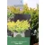 Kúszóboróka, lime Juniperus horizontalis Lime Glow C2,5