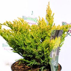 Kúszóboróka, lime Juniperus horizontalis Lime Glow C2,5