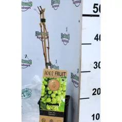 Fehér csemegeszőlő Vitis vinifera Sukribe P15