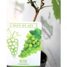 Csemegeszőlő Green P10,5