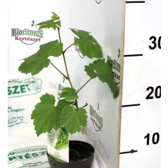 Csemegeszőlő Green P10,5