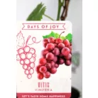 Csemegeszőlő Rose P10,5