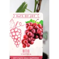 Csemegeszőlő Rose P10,5