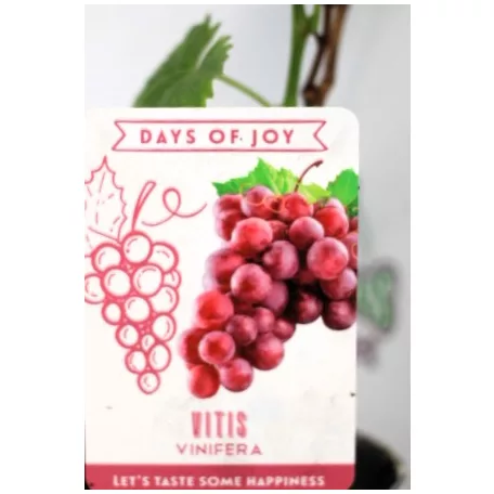 Csemegeszőlő Rose P10,5