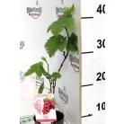 Csemegeszőlő Rose P10,5