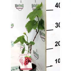 Csemegeszőlő Rose P10,5