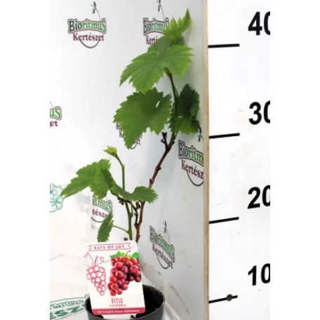 Csemegeszőlő Rose P10,5