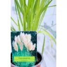 Pampafű, fehér virágú Cortaderia White P11