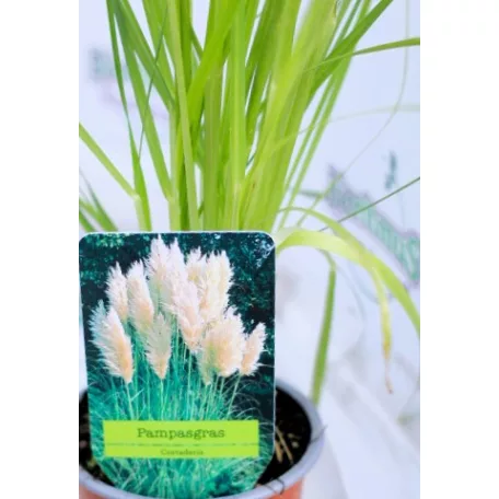 Pampafű, fehér virágú Cortaderia White P11