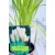Pampafű, fehér virágú Cortaderia White P11