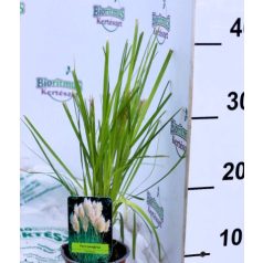 Pampafű, fehér virágú Cortaderia White P11