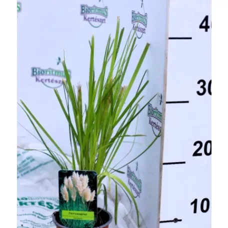 Pampafű, fehér virágú Cortaderia White P11
