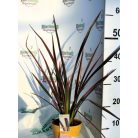 Vászonfű / Tarka új-zélandi len Phormium Sundowner P14