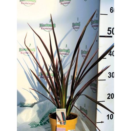 Vászonfű / Tarka új-zélandi len Phormium Sundowner P14