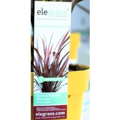   Vászonfű / Törpe vörös új-zélandi len Phormium Rubra Nana P14