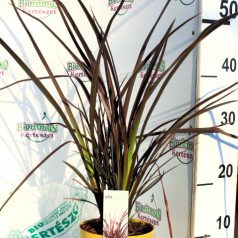   Vászonfű / Törpe vörös új-zélandi len Phormium Rubra Nana P14