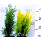 Tűlevelű mix Coniferen in varieties P13