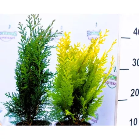 Tűlevelű mix Coniferen in varieties P13