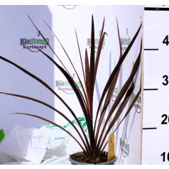   Bunkóliliom (Déli bunkóliliom vagy Ausztrál liliom) Cordyline australis Red Star P13