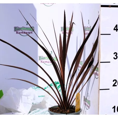 Bunkóliliom (Déli bunkóliliom vagy Ausztrál liliom) Cordyline australis Red Star P13