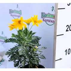 Földanyavirág Euryops Pectinatus Silver Star P10,5
