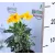 Földanyavirág Euryops Pectinatus Silver Star P10,5