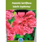 Lágyszárú bazsarózsa / Pünkösdi rózsa Paeonia lac. in varieties P17