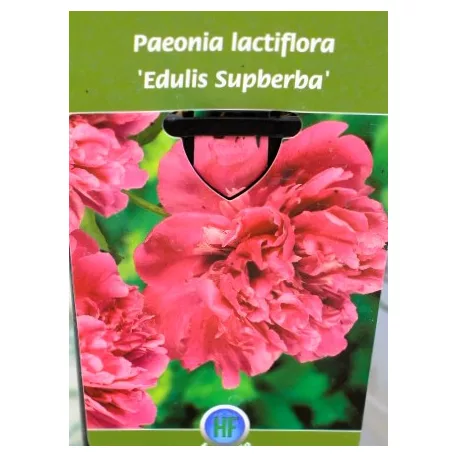 Lágyszárú bazsarózsa / Pünkösdi rózsa Paeonia lac. in varieties P17