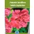 Lágyszárú bazsarózsa / Pünkösdi rózsa Paeonia lac. in varieties P17