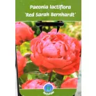 Lágyszárú bazsarózsa / Pünkösdi rózsa Paeonia lac. in varieties P17