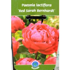  Lágyszárú bazsarózsa / Pünkösdi rózsa Paeonia lac. in varieties P17
