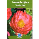 Lágyszárú bazsarózsa / Pünkösdi rózsa Paeonia lac. in varieties P17