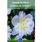 Lágyszárú bazsarózsa / Pünkösdi rózsa Paeonia lac. in varieties P17