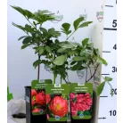 Lágyszárú bazsarózsa / Pünkösdi rózsa Paeonia lac. in varieties P17