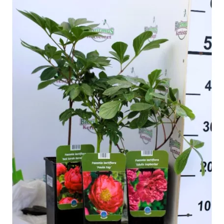 Lágyszárú bazsarózsa / Pünkösdi rózsa Paeonia lac. in varieties P17