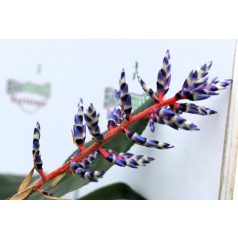 Bromélia Aechmea Blue Rain 15 cm cserép