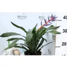 Bromélia Aechmea Blue Rain 15 cm cserép