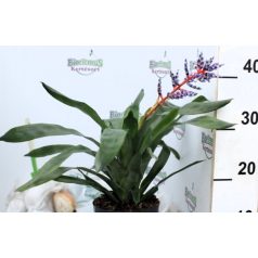 Bromélia Aechmea Blue Rain 15 cm cserép