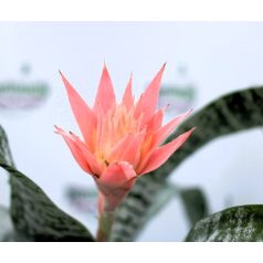   Bromélia, Csíkos bromélia Aechmea fasc. Primera 15 cm cserép