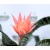Bromélia, Csíkos bromélia Aechmea fasc. Primera 15 cm cserép