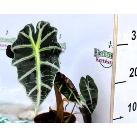 Elefántfül/Ördöglevél Alocasia Polly 12 cm cserép