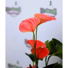   Flamingóvirág Anthurium andr. Sweet Dream 4+fl 12 cm cseré