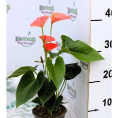   Flamingóvirág Anthurium andr. Sweet Dream 4+fl 12 cm cseré