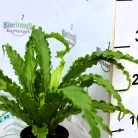 Madárfészekpáfrány, Japán madárfészekpáfrány Asplenium ant. Osaka 12 cm cserép