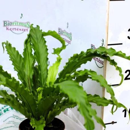 Madárfészekpáfrány, Japán madárfészekpáfrány Asplenium ant. Osaka 12 cm cserép