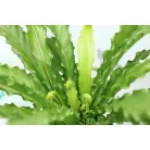 Madárfészekpáfrány, Japán madárfészekpáfrány Asplenium ant. Osaka 12 cm cserép