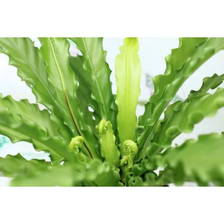 Madárfészekpáfrány, Japán madárfészekpáfrány Asplenium ant. Osaka 12 cm cserép