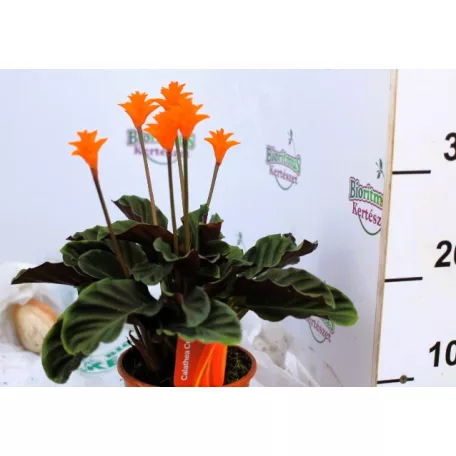 Sáfrányos zebralevél Calathea crocata 5/6 bl basic 14 cm cserép