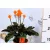 Sáfrányos zebralevél Calathea crocata 5/6 bl basic 14 cm cserép